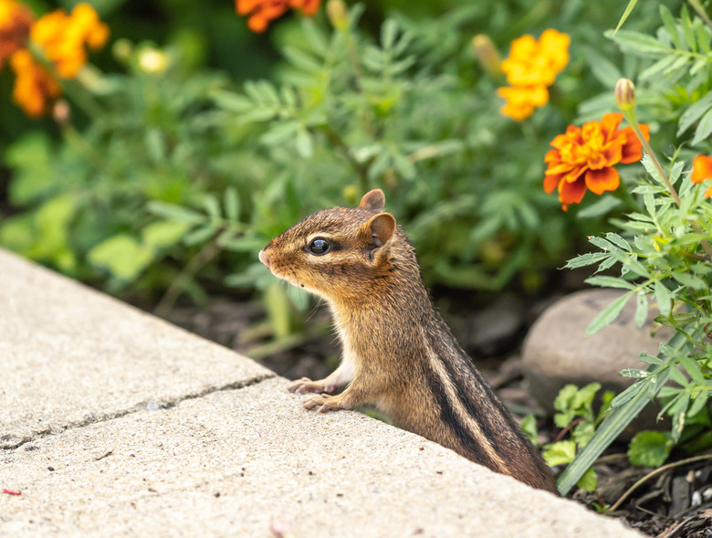 Little Chipmunk in Garden