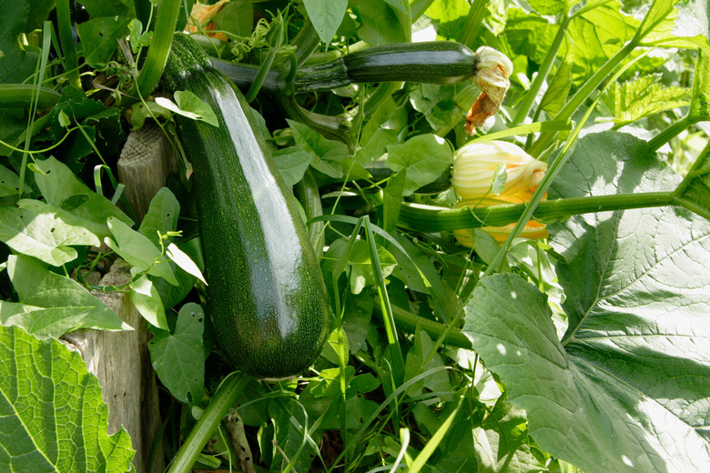 Zuccini Homegrown