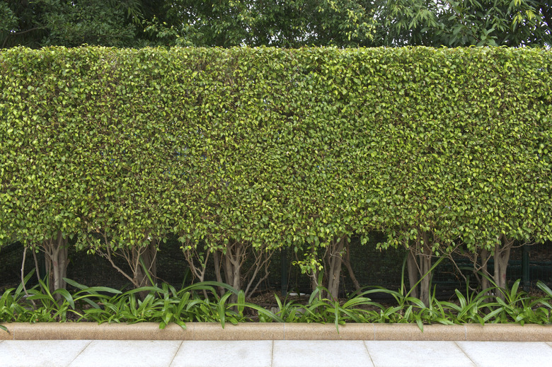 Green leaves wall