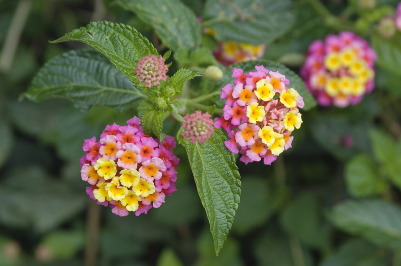 Lantana Flower Mexico