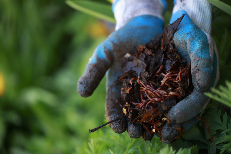 Earthworms from compost bin.