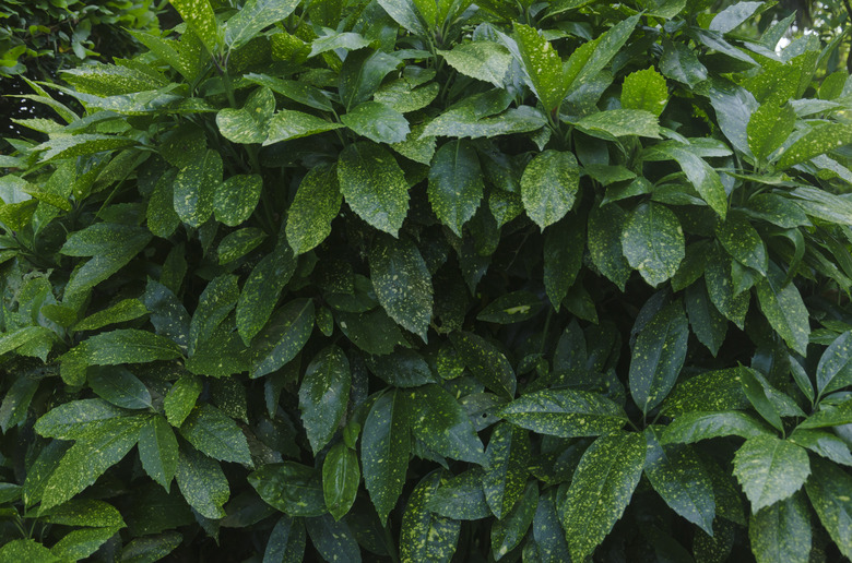 Full frame of aucuba japonica leaves