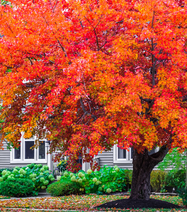 Autumn colors in urban area