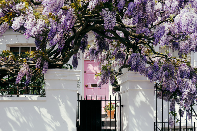 Blossoming wisteria tree covering up a facade of a house in Notting Hill, London