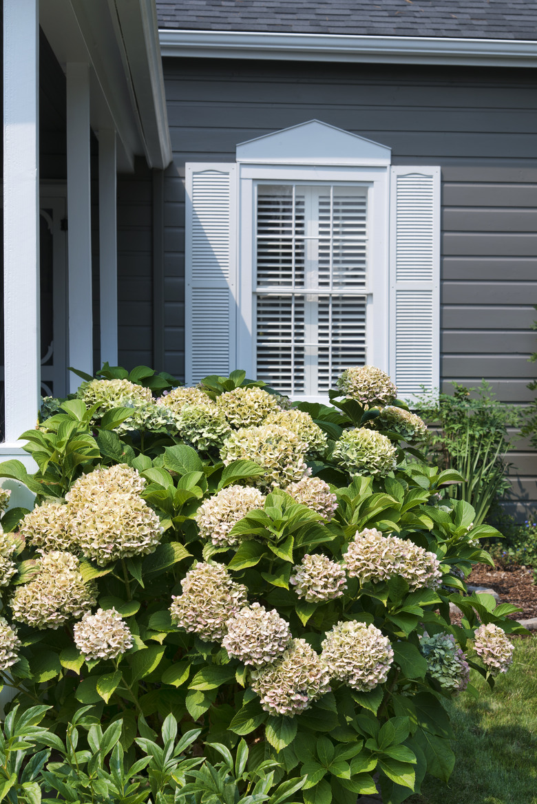 Hydrangea plant with window