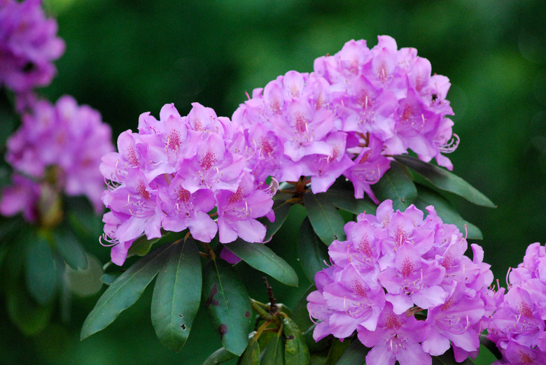 Purple Rhododendron Flowers