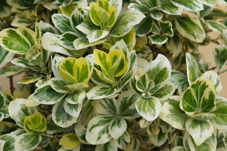 euonymus fortunei silver queen or fortune's spindle green and white foliage