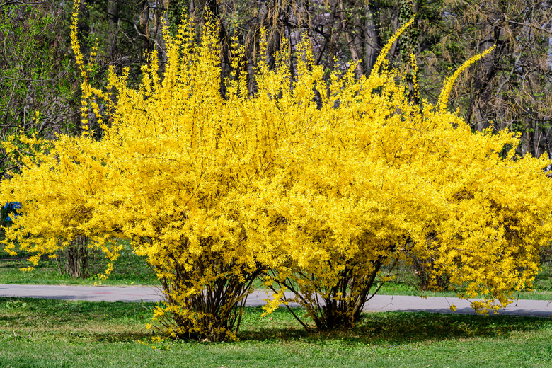 Large bush of yellow flowers of Forsythia plant also known as Easter tree, in a garden in a sunny spring day, floral background