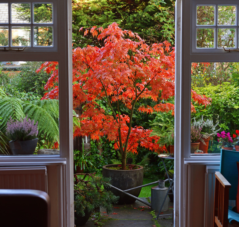 Japanese Maple