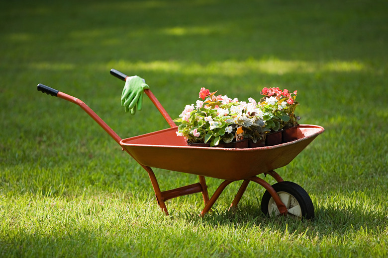 Wheelbarrow of plants