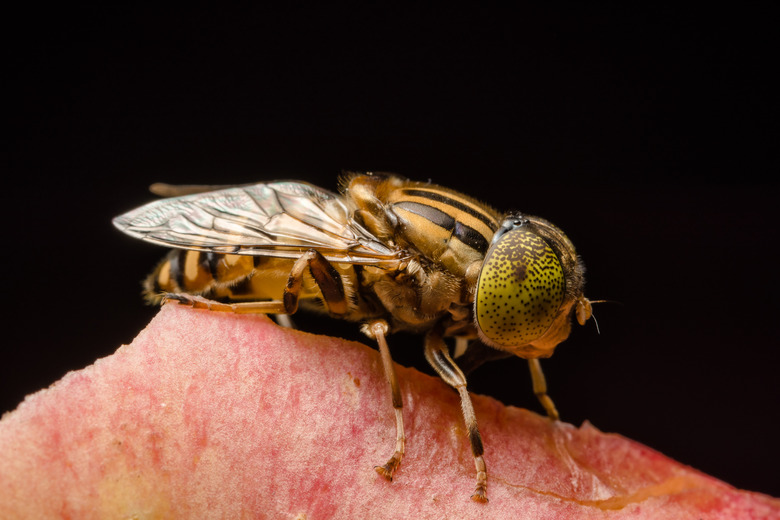 Tabanus sulcifrons yellow eyes(soft focus).