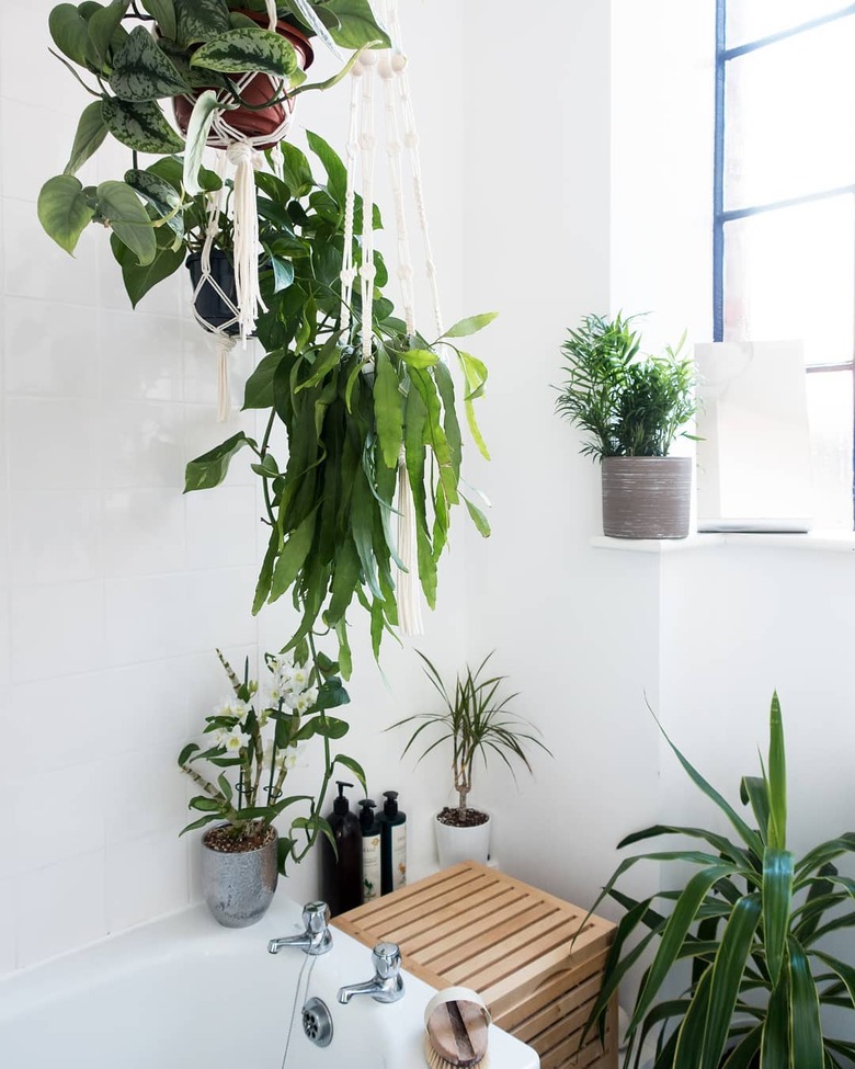 Plant-filled bathroom with hanging and potted plants near bathtub