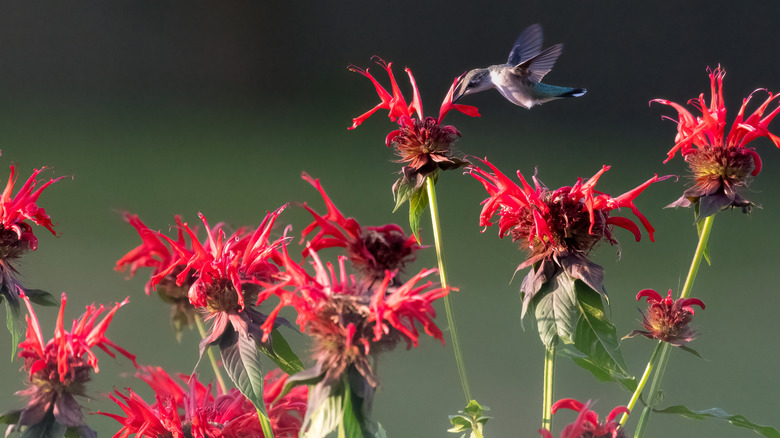 hummingbird feasting on bee balm flowers