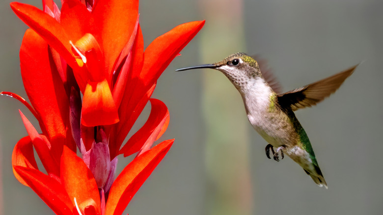 a hummingbird feeding on a canna lily flower