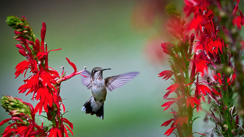 hummingbird flying between two cardinal flowers