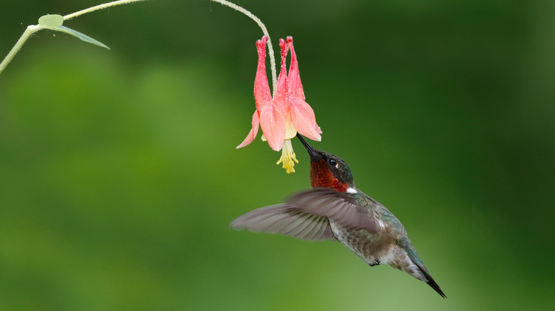 a hummingbird feeding at a red columbine