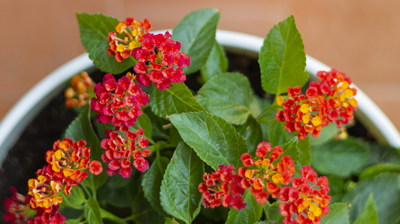 aerial shot of a red and orange lantana plant blooming in a pot