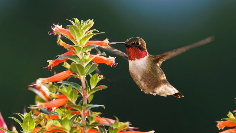 hummingbird feeding at a cuphea vermillionaire flower