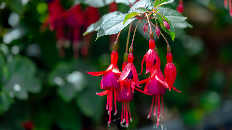 bunch of hardy fuchsia on blurred green outdoor background