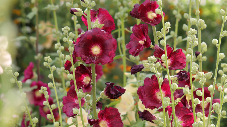 red hollyhock in bloom in a garden