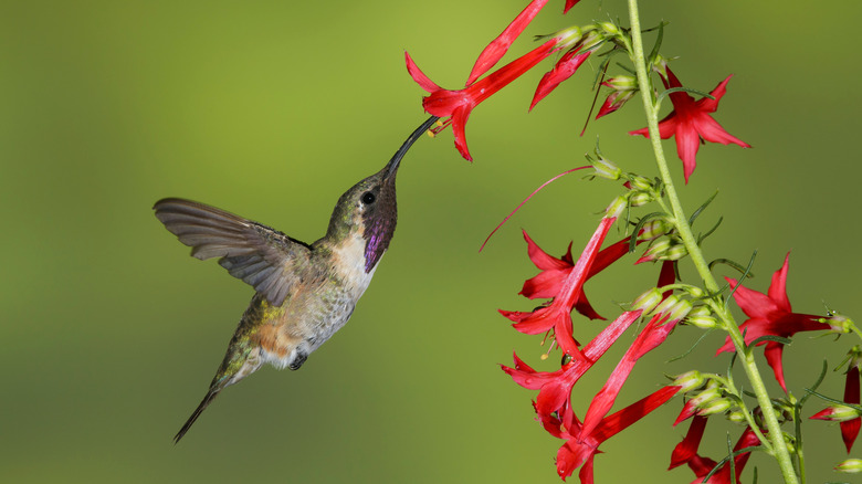 hummingbird feeding on a red flower