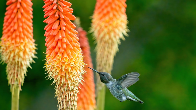 hummingbird flying near several red hot poker plants