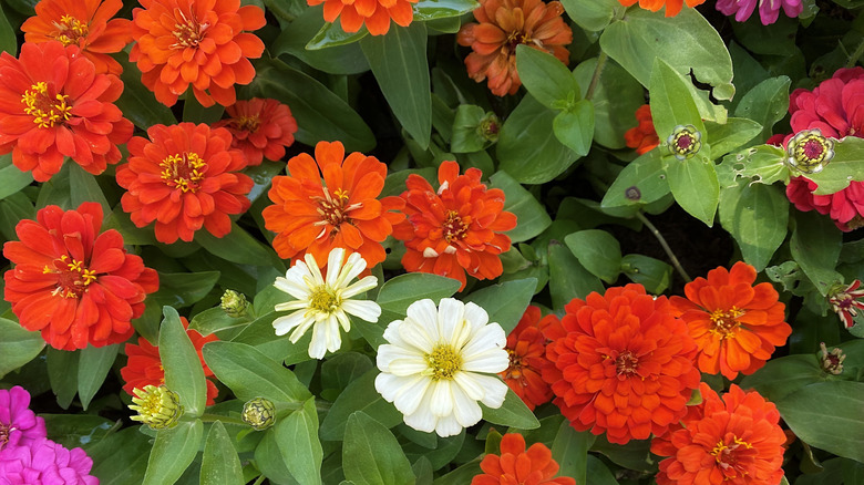 zinnias of several colors in full bloom