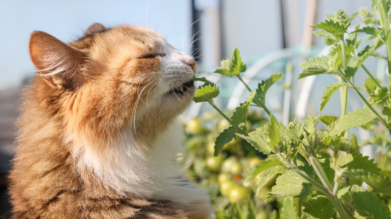 Cat eating catnip plant