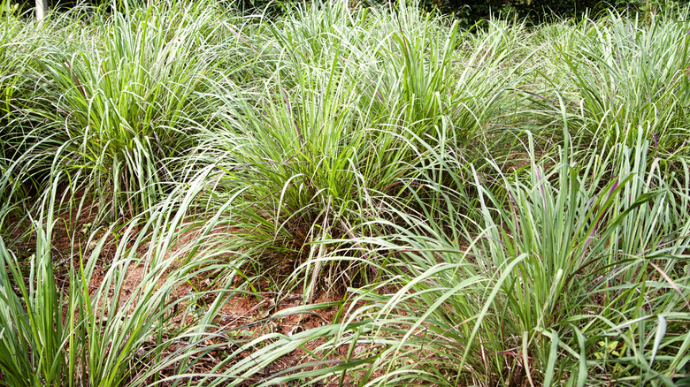 Lemongrass plants