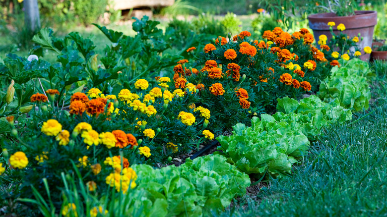 Yellow and orange marigolds