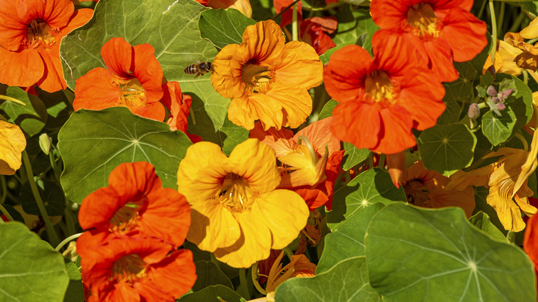 Yellow and orange nasturtiums