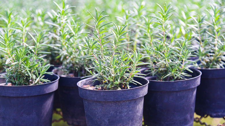 Potted rosemary plants