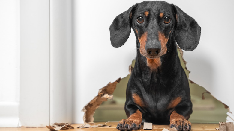 dog peeking through chewed drywall