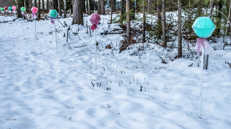 large DIY lollipops in the snow with trees in the background