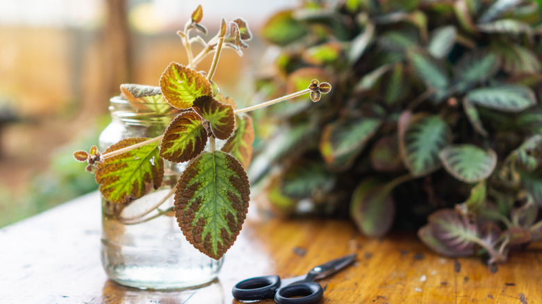 Begonia plant growing in water