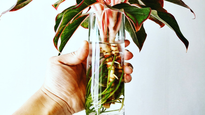 Hand holding a vase with a Chinese evergreen plant