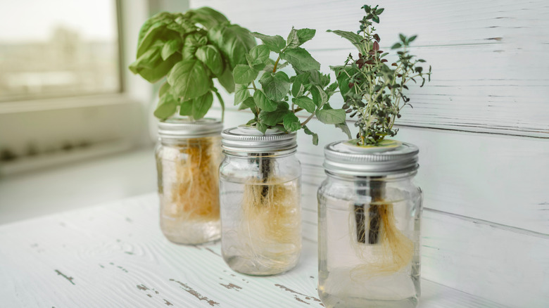 Various herbs growing in jars filled with water