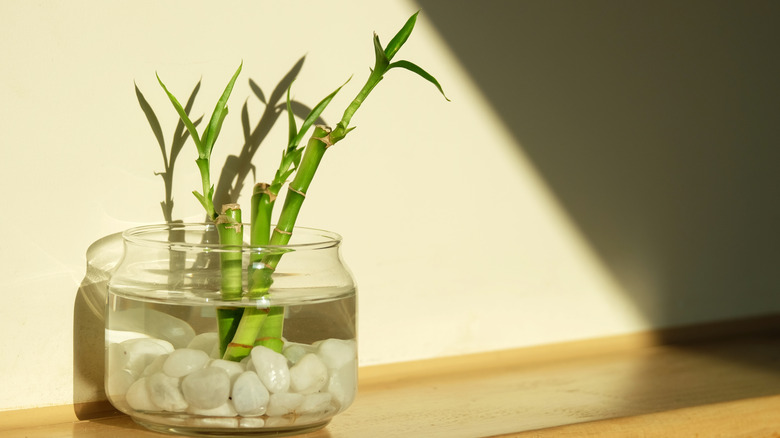 Lucky bamboo in a jar with water and white rocks