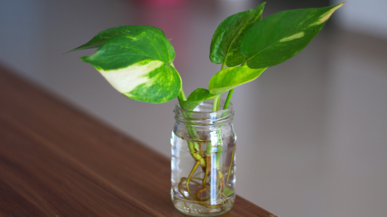 Pothos plant growing in a jar of water