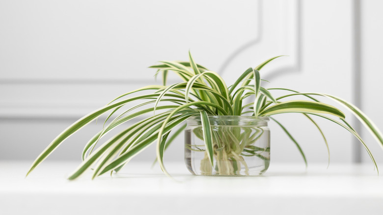 Spider plant growing in a jar of water