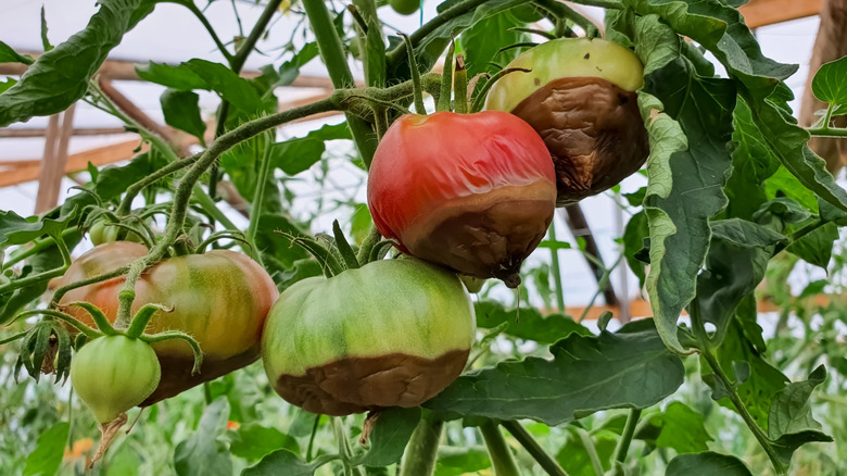 Close-up of tomatoes with fruit rot