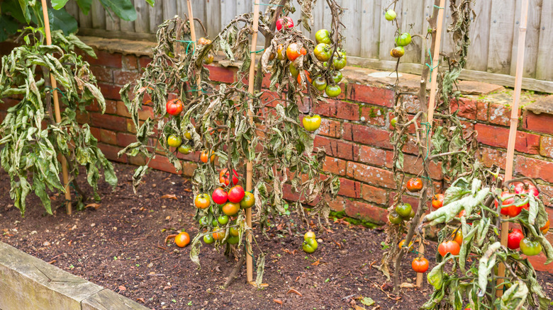 Row of wilted tomato plants