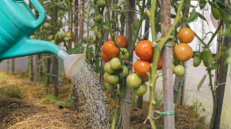 A watering can and staked tomato plants