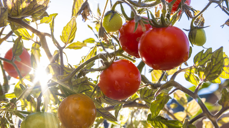 Sun peeking through tomato plants