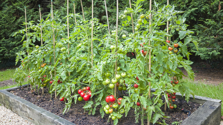 Row of tomato plants growing on stakes