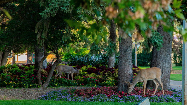 A beautifully landscaped park with two deer munching on flower beds