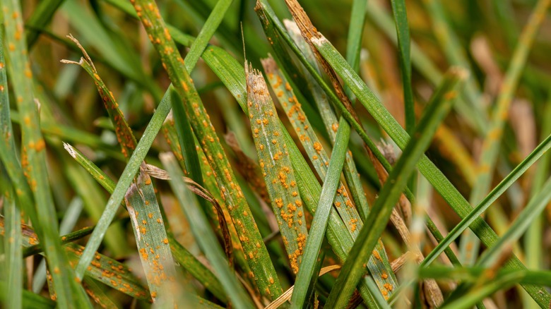 Grass with fungus