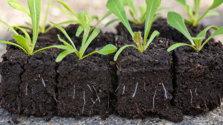 seedlings growing in soil blocks instead of plastic trays