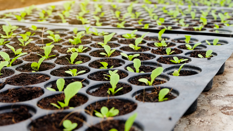 seed sprouts started in plastic trays indoors