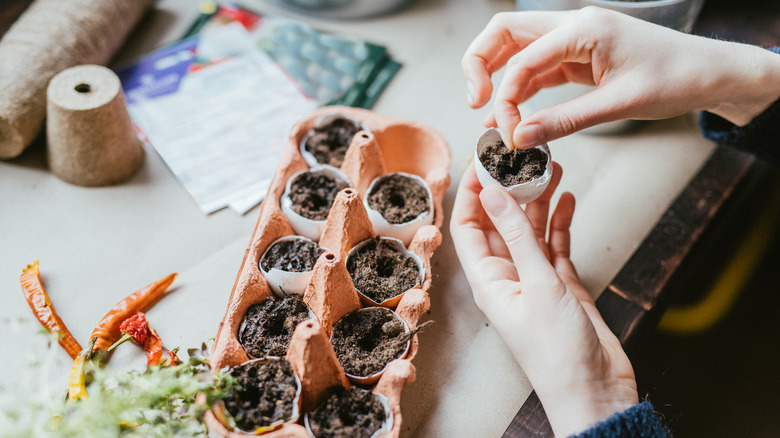 seeds being placed into empty egg shells in paper egg carton